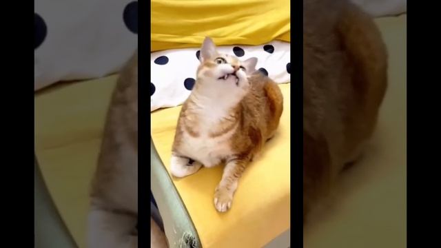 Животные приколы и не только