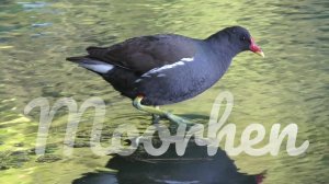 Moorhen