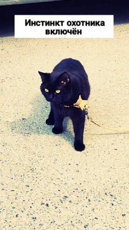 #чёрный #кот #инстинкт #охотник