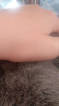 песня мяу