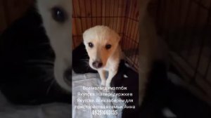 05-07-2025 все щенки из вольера ппбж Якутска.