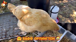 Куры Бафф Орпингтон ласковые золотые несушки❣️🤗😂 (13)