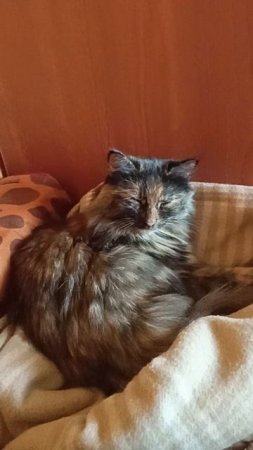 Мася Компотина на кровати KotikArsenio