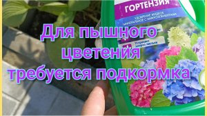 Нужно подкормить ГОРТЕНЗИЮ/У нас доставка 🚚