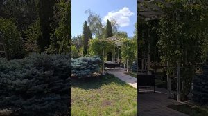 Из бесформенных елей зонт.