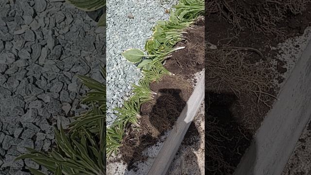 Цветник своими руками. Сад, огород. Ландшафтный дизайн.