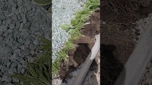 Цветник своими руками. Сад, огород. Ландшафтный дизайн.
