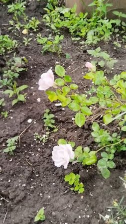 Моя плетистая красотка🌹🌹🌹