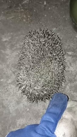 Маленький ёжик