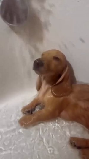 Любитель водных процедур