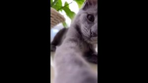СМЕШНЫЕ ПРИКОЛЫ! Приколы с животными ОТБОРНЫЙ ЮМОР!
