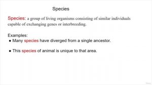 86 - Animals