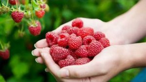 Как увеличить урожай малины: уход в июле для пышного плодоношения