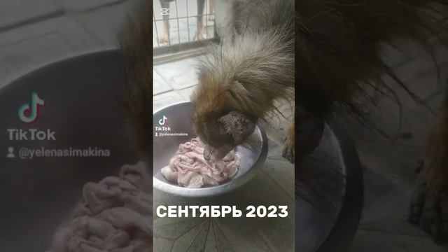Ёжка. ДО и ПОСЛЕ