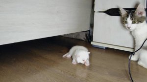 Маленький котенок отправился исследовать мир. Мама-кошка наблюдает за котенком.