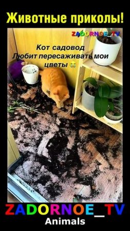 Животные приколы и не только