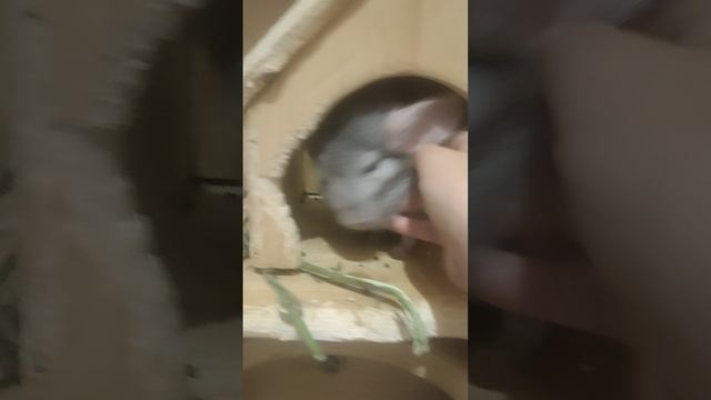 показ животных у меня в доме