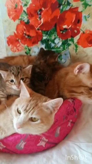 котята Курильский бобтейл