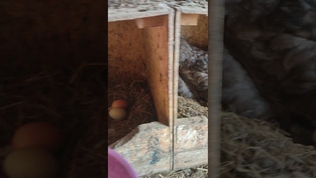 Кормлю кур🐔 собираю яйца 🥚 отправил квочек в шизо
