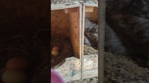 Кормлю кур🐔 собираю яйца 🥚 отправил квочек в шизо