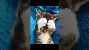 Животные приколы и не только