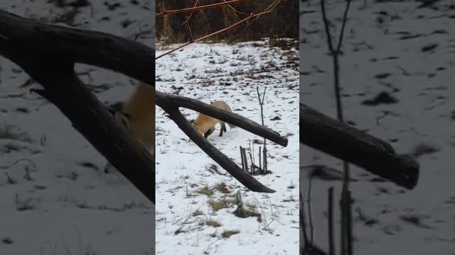 у знакомой лиса жила в конуре собаки