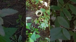 05.07.25. взяла с собой корм в кормушки для белочек, воробьёв и синиц