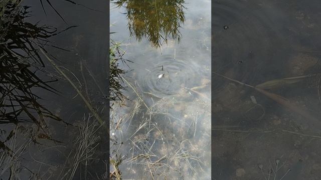поймал густерку
