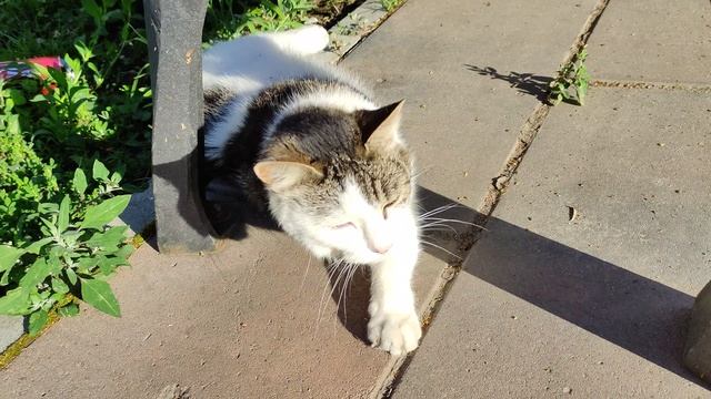 Спят усталые алкушки смотреть онлайн