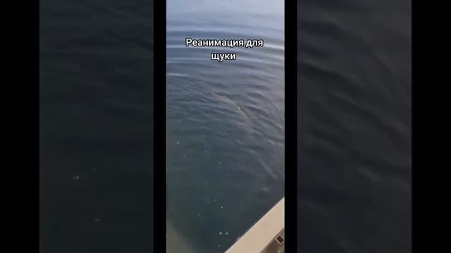 Решили помочь зубастой❗👍🐟