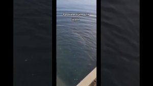 Решили помочь зубастой❗👍🐟