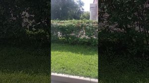 Пермь/Пригородный маршрут 748/НефАЗ 5299-11-56/ДК.Имени Гагарина-Остановка Велта/