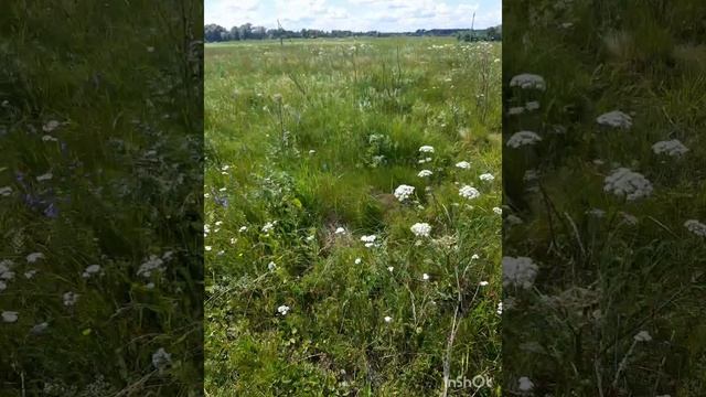 Лето_ самое позитивное время года🌺🌼💚🌳🌲🌿 .mp4
