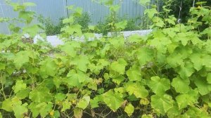 В Горском/дед правнучка собирают урожай 🥒🫶