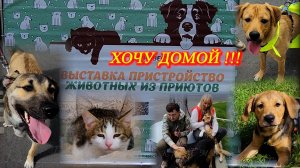 Выставка-простройство животных из приюта. ХОЧУ ДОМОЙ!!! Москва. ВДНХ. Июль 2025. 😀🐶😻🤗