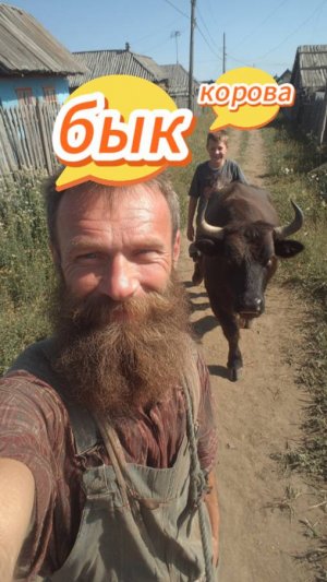 #юмор Про корову и быка