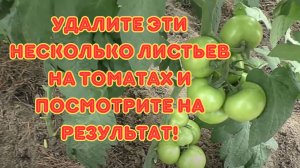 Какие листья удалить, чтобы помидоры покраснели.
