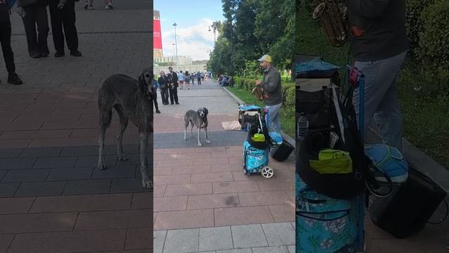 Москва. Саксофон и собака (5 июля 2025 года)