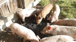 лакомство для свиней