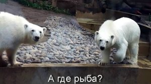 Медвежатам Белке и Стрелке бросили живую рыбу в бассейн, но они ее не нашли.