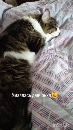 Мушенька спи😸♥️
