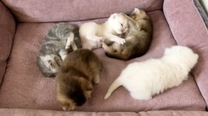 Котятам кошки Кайли 20 дней.