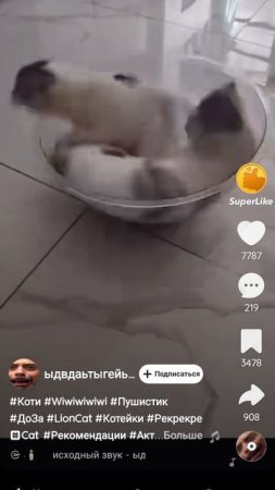 смешные коты