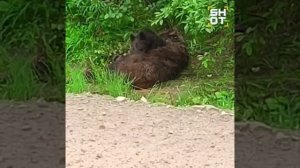 Почти как в "Король Лев"