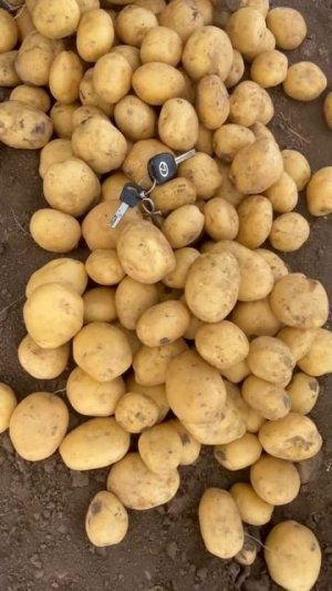 Картофель Ривьера опт от производителя Херсонская область