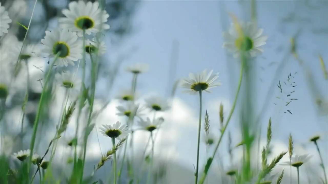 Лето... summer- Paul Mauriat Franck Pourcel Francis Lai  Raymond Lefévre