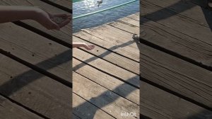 Кормим уточек