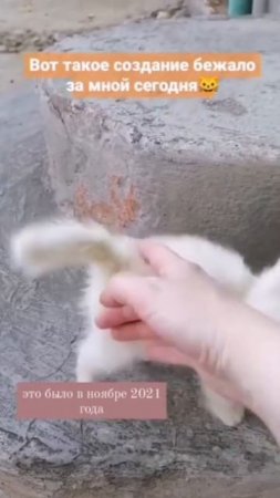 Найдёныш Снежа