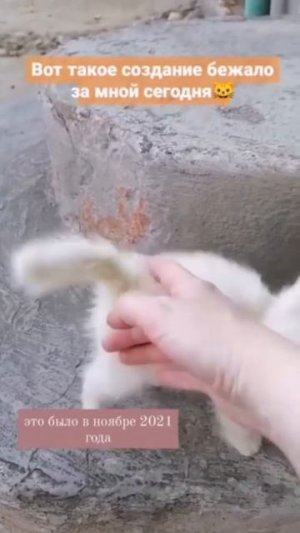 Найдёныш Снежа