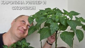 VLOG' КАРОЛИНА РИПЕР И СКОРПИОН 2,2МЛН СКОВИЛЛЕЙ